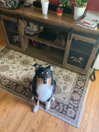 Lost Dog in Lynchburg