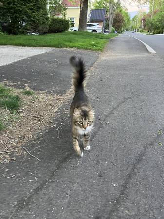 Lost Cat in Lincolnville