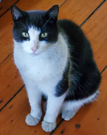 Lost cat