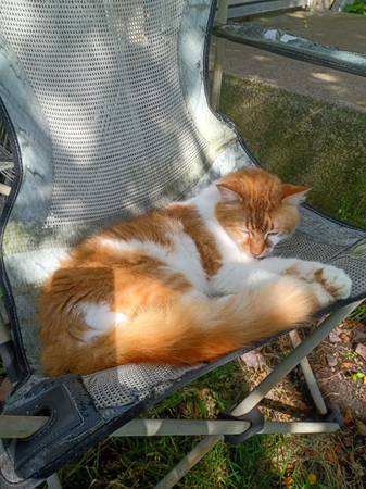 Lost Cat in Medford