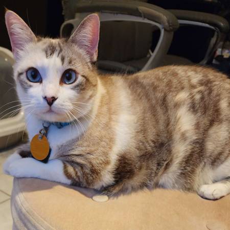 Lost Cat in Mission