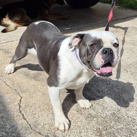 Lost Dog in Edinburg