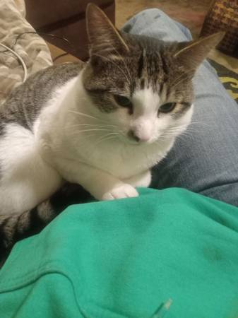 Lost Cat in White City