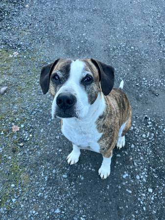 Lost dog