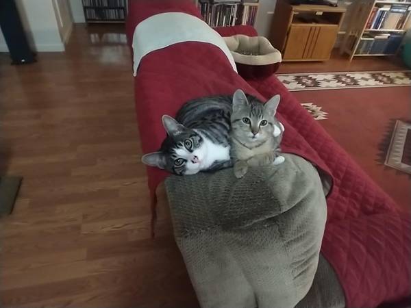 Lost Cat in Talent