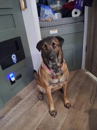 Lost dog