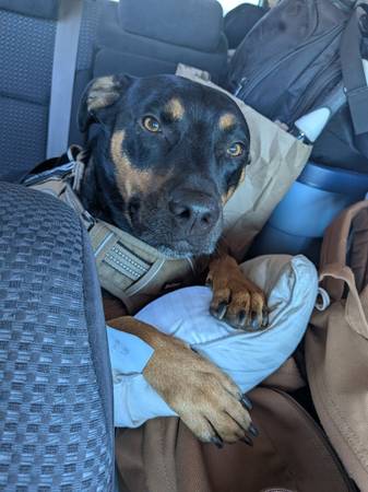 Found Dog in Ashland