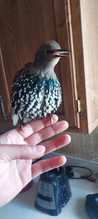 Lost Bird in Medford