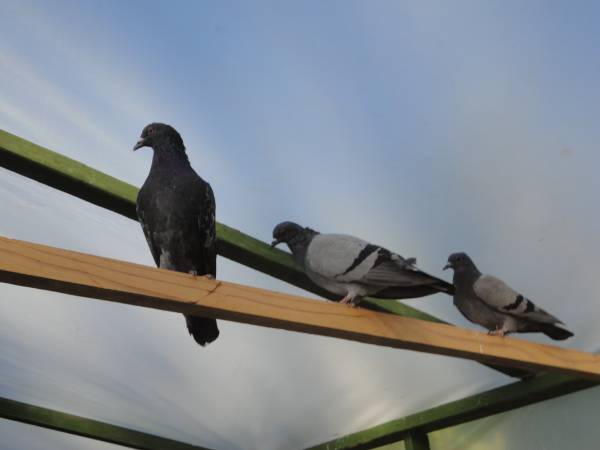 Found bird