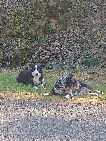 Lost dog