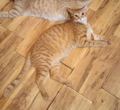 Lost cat