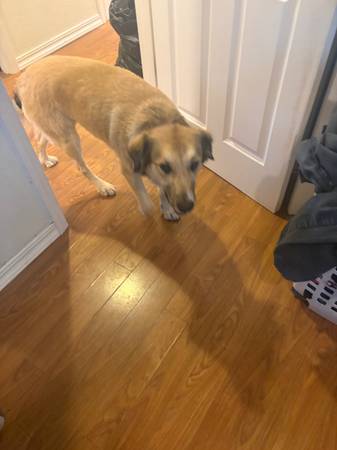 Found dog
