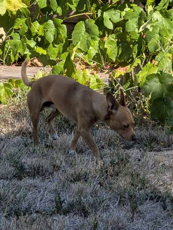 Lost dog