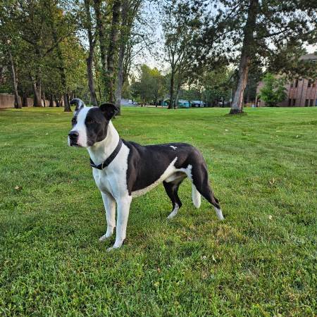 Found dog