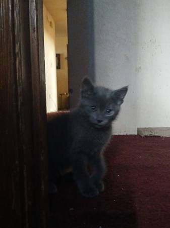 Lost Cat in Medford