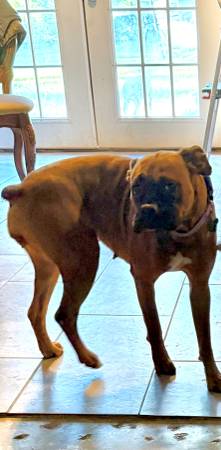 Lost Dog in Lehi