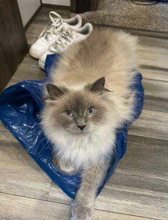 Lost Cat in Munford
