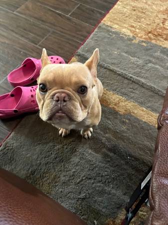 Lost Dog in Memphis
