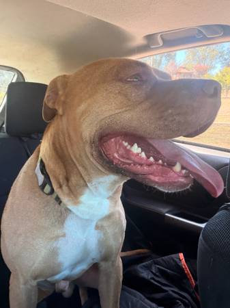 Found Dog in Willits