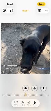 Found Dog in Merced