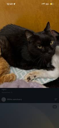 Lost Cat in Boca Raton