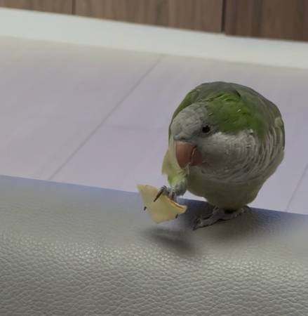 Lost Bird in Miami