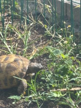 Lost tortoise