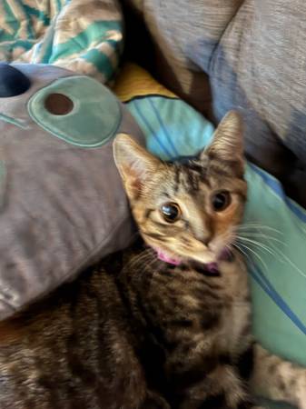Lost Cat in Fort Lauderdale