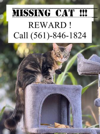 Lost Cat in West Palm Beach