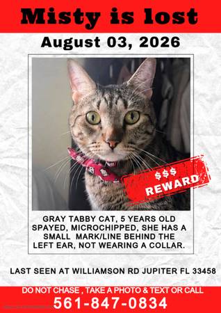 Lost cat