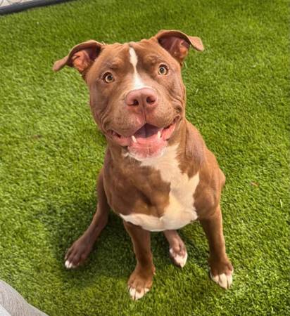 Lost Dog in Miami Beach