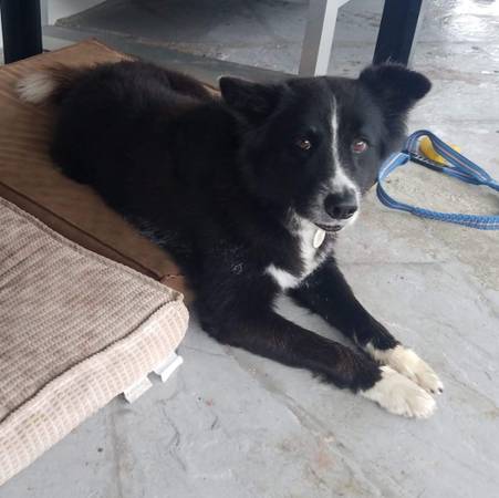 Lost Dog in Miami
