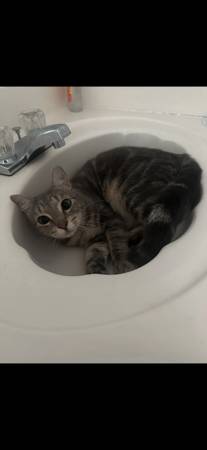 Lost cat