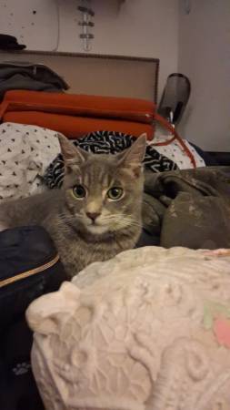 Lost cat