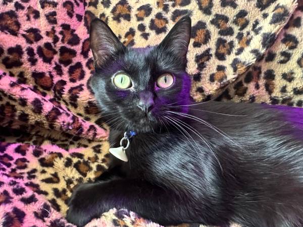Lost cat