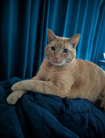 Lost Cat in Amery