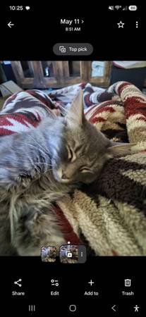 Lost cat