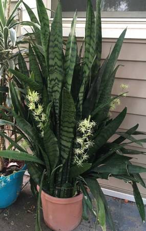 Lost plant