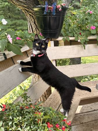 Lost Cat in Burnsville