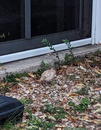 Found bird