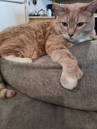 Lost cat