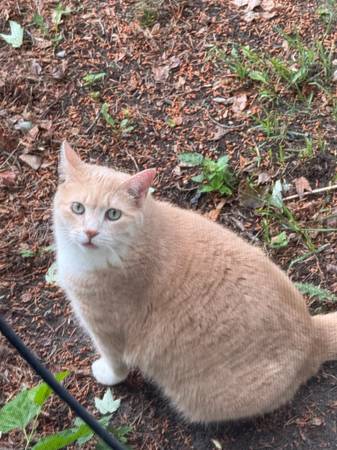 Lost cat