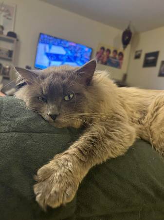 Lost cat