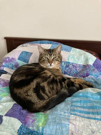 Lost cat