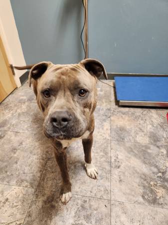 Found Dog in Lolo Pass