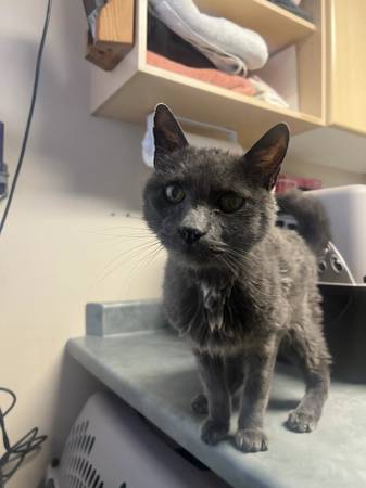Found Cat in Florence