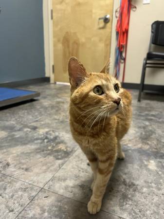Found cat