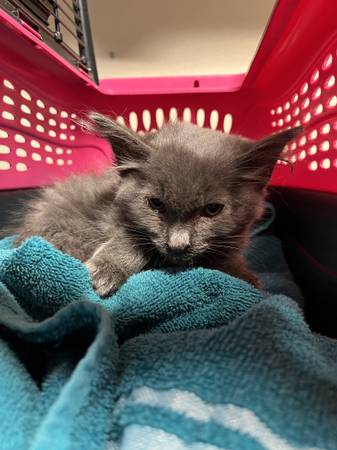Found cat