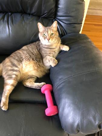 Lost cat
