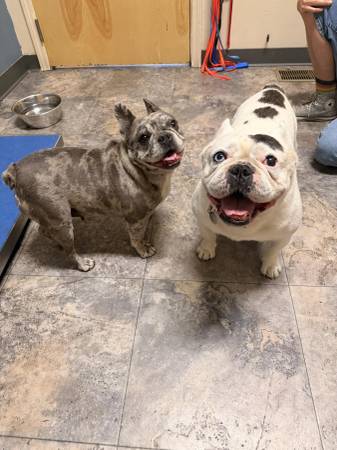 Found dog